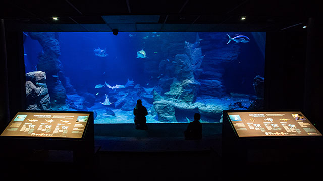 Planet Ocean